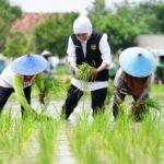 gubernur jatim tanam padi